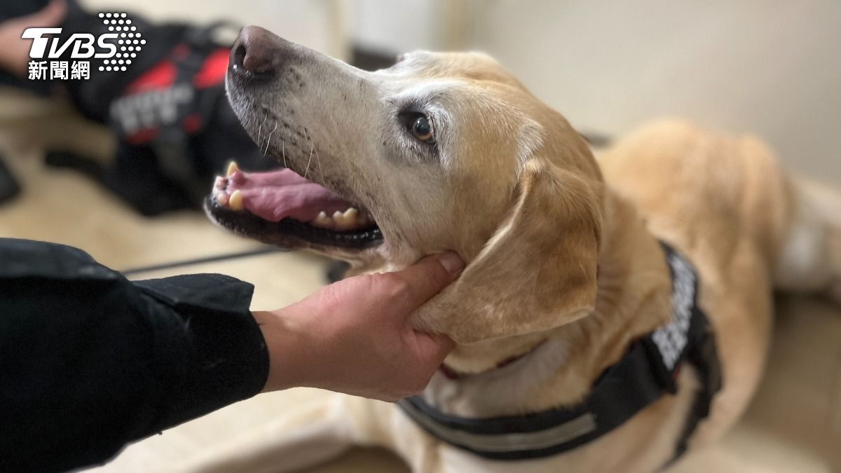 超萌台中4警犬風光退役 新主人為養狗買700坪新家