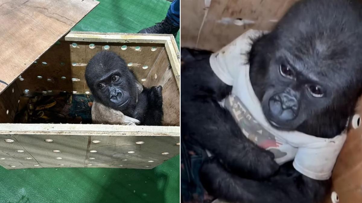 穿T恤萌翻!土耳其機場尋獲「瀕危」小猩猩 差點走私到泰國