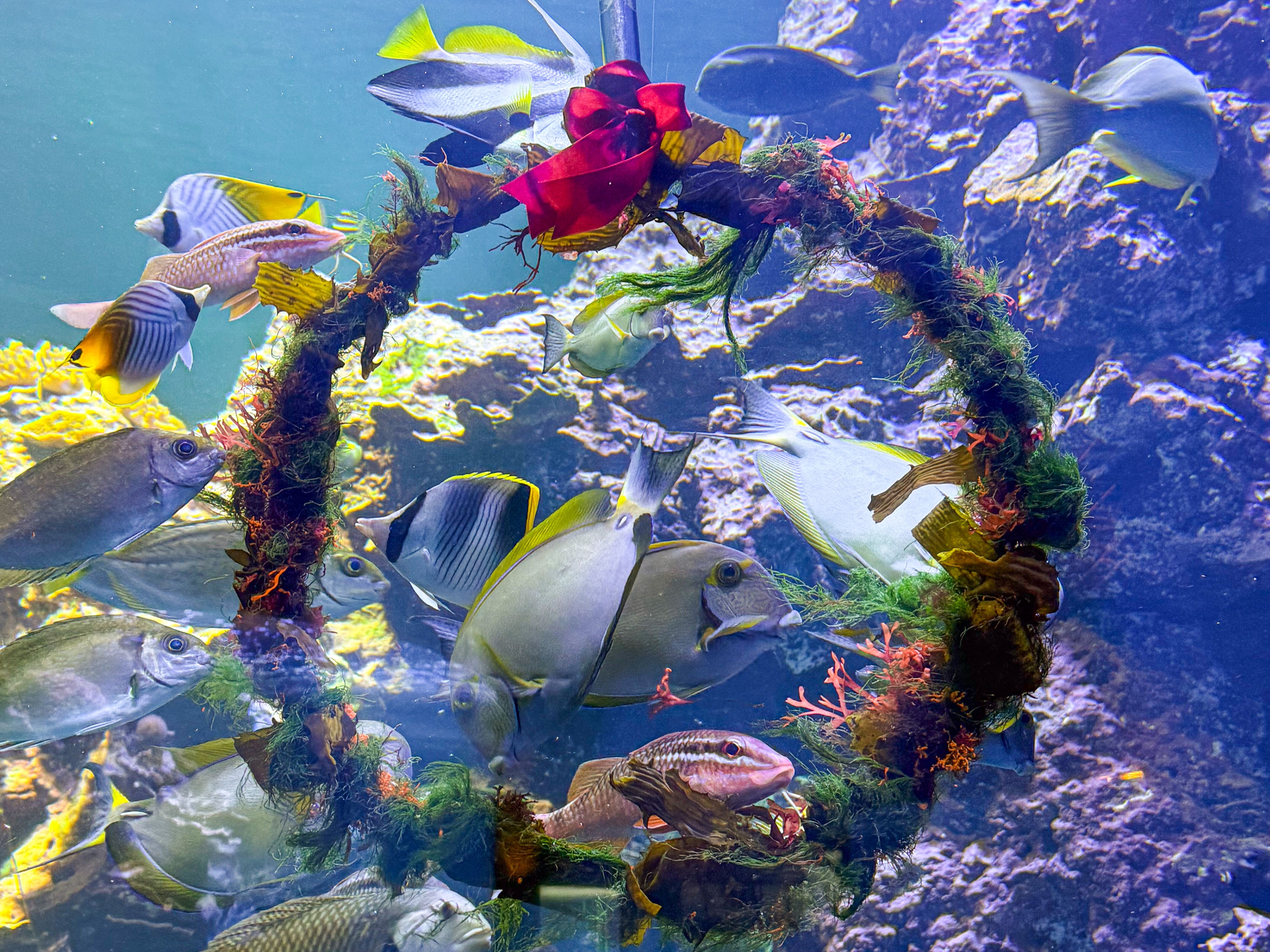 屏東海生館耶誕氣氛濃，花圈狀魚餌。（圖／中央社）