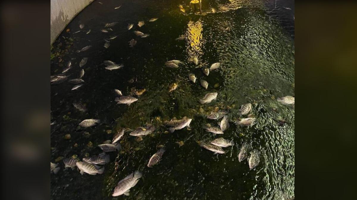 平安夜集體翻白肚!台中綠川暴斃魚屍飄惡臭 死因出爐