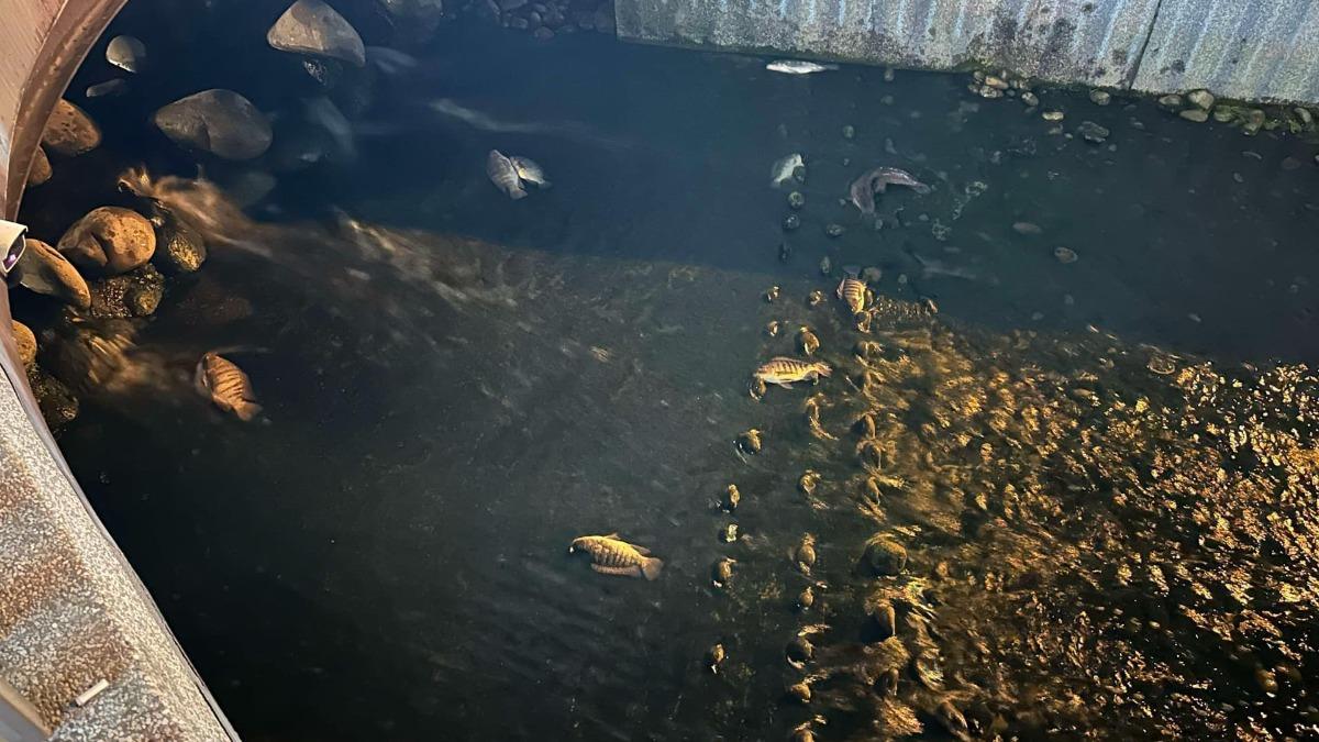 推測魚群可能是氣溫太低，才集體死亡。（圖／台中市議員黃守達提供）