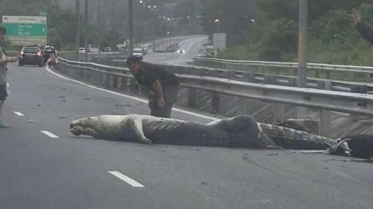 汶萊巨鱷闖高速公路!遭轎車路殺 翻肚濺血「屍體橫跨車道」