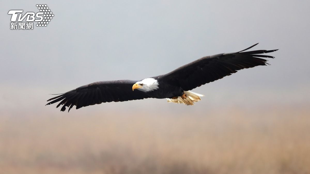 拜登簽署法案 正式將白頭海鵰定為美國國鳥