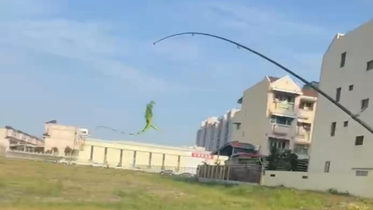 高雄獵龍計劃提前展開？他釣桿一揮「綠鬣蜥上鉤」看傻眼