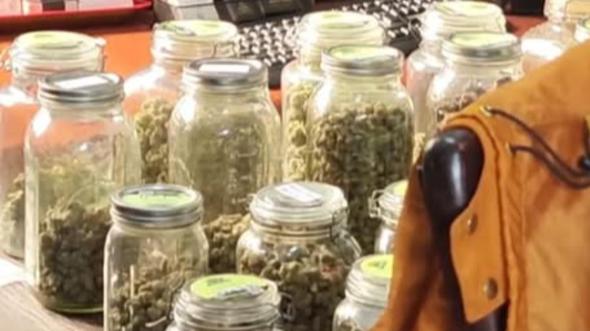 大麻店內的不明蕈類。（圖／翻攝自 聯合早報FB）