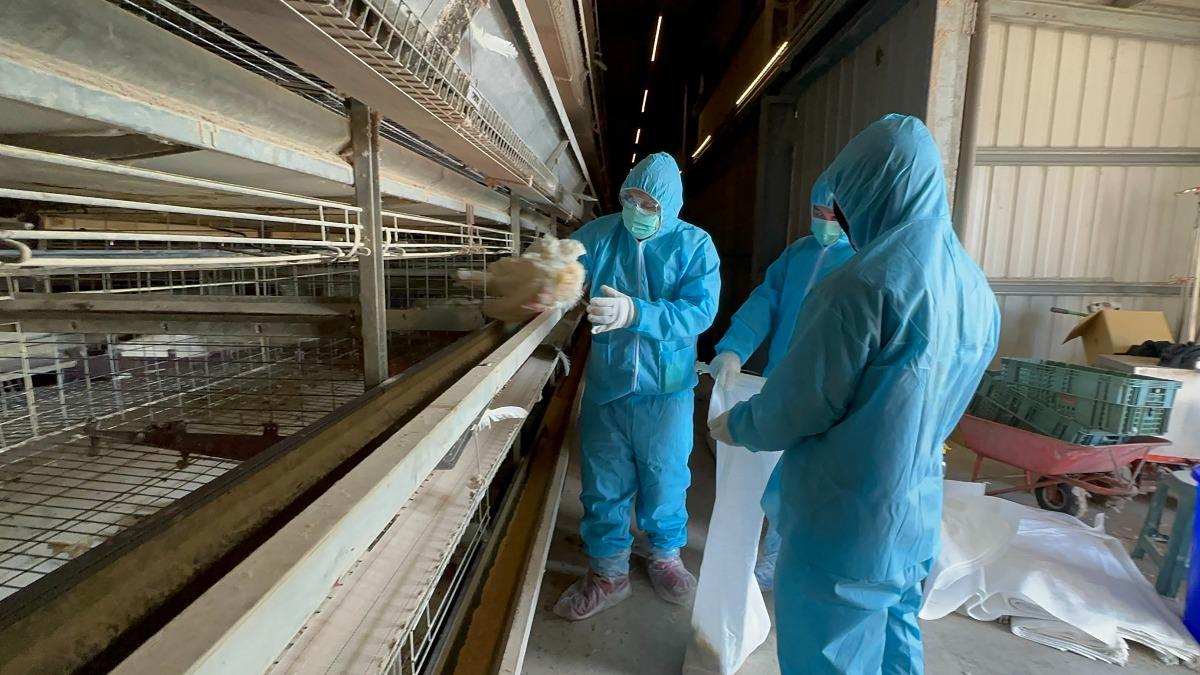 彰化芳苑蛋雞場「確診禽流感」!撲殺1.3萬隻雞 全場消毒