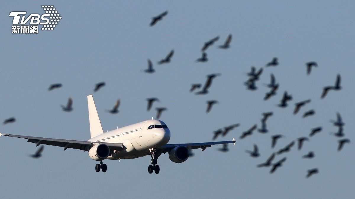 南韓機場5年來遭遇623次鳥擊。（示意圖／shutterstock 達志影像）