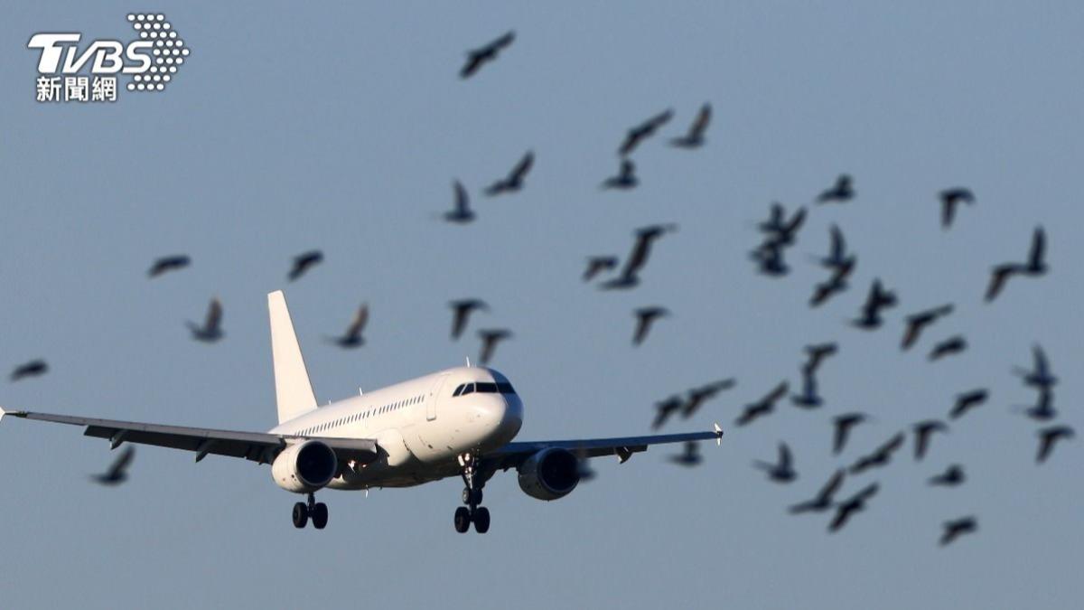 濟州航空墜毀務安機場 「遭鳥擊率全國第一」周圍有4處鳥類棲息地