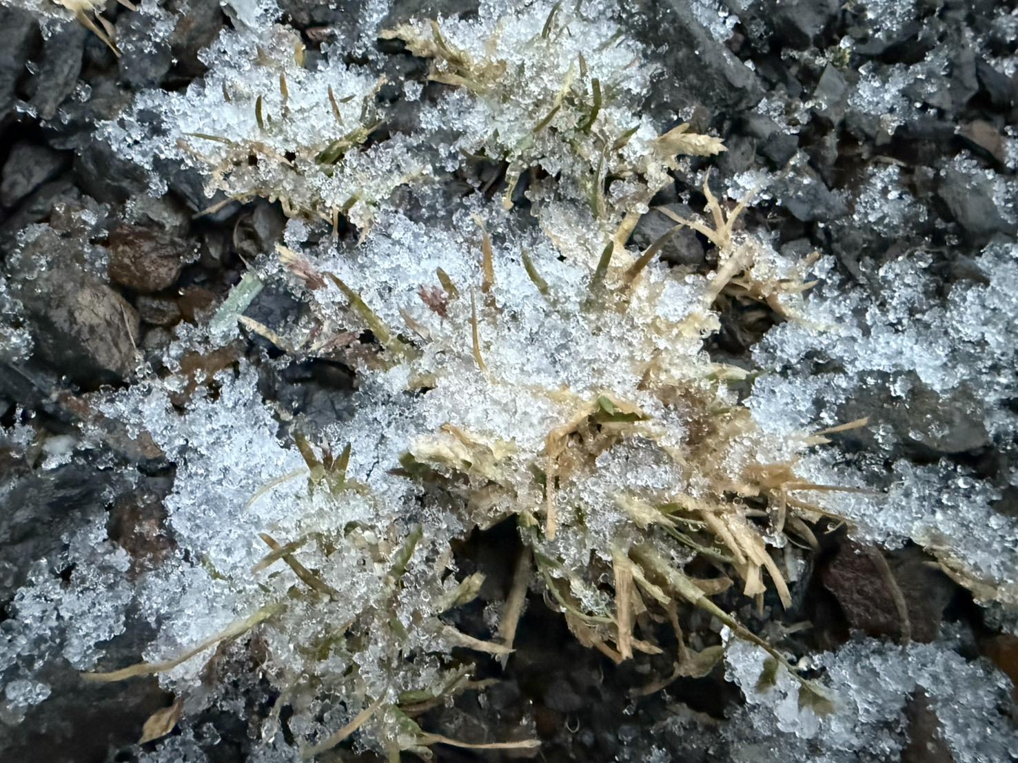 植物被冰霰覆蓋。(圖/中央氣象署)