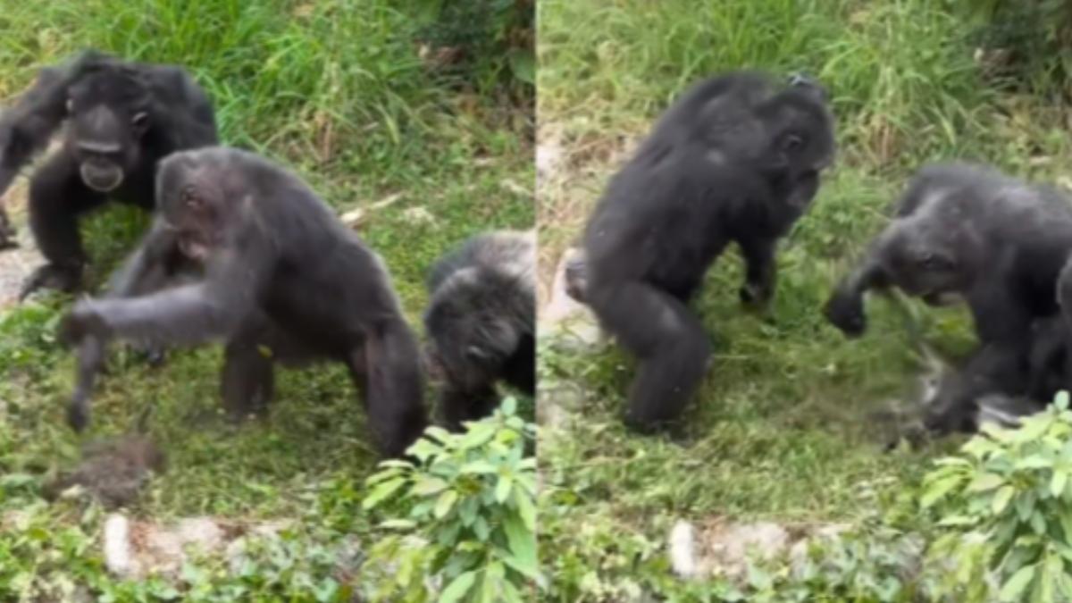 壽山動物園傳淒厲慘叫!野生獼猴誤闖黑猩猩區 遭圍毆慘死