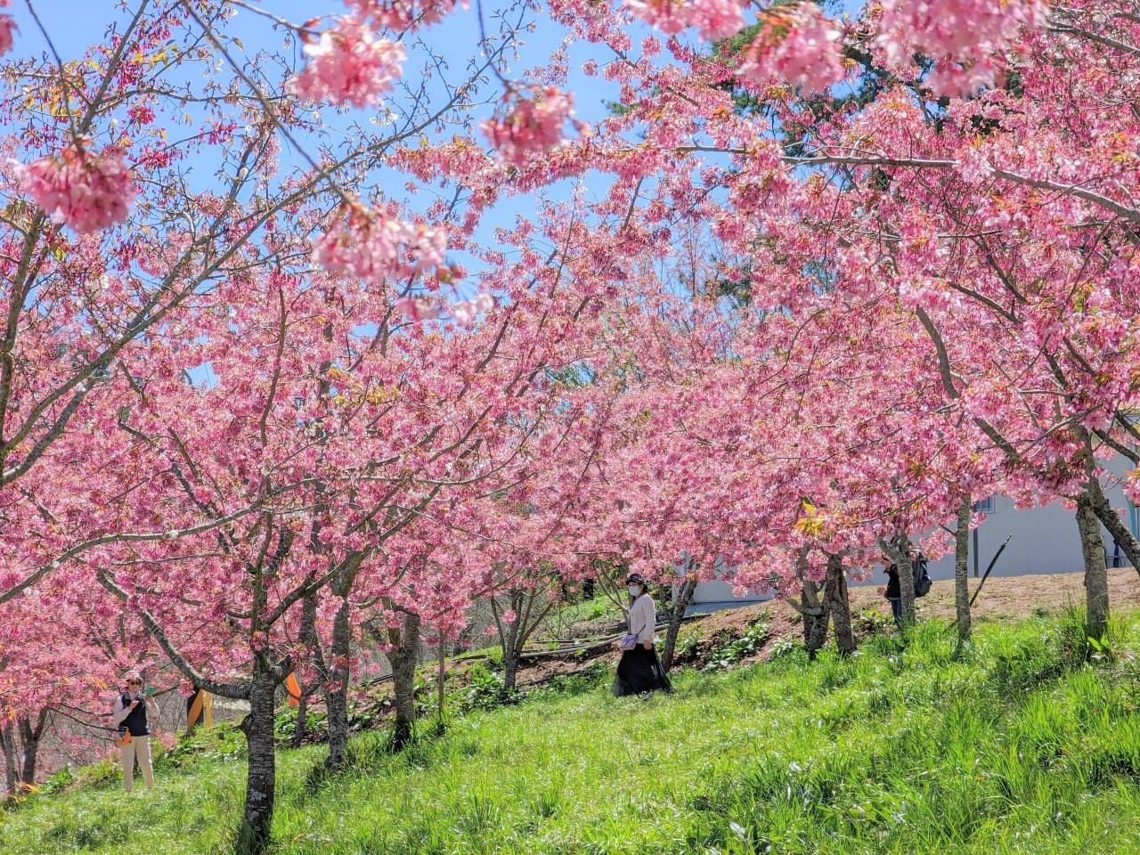 福壽山農場櫻花。（圖／翻攝自福壽山農場臉書）