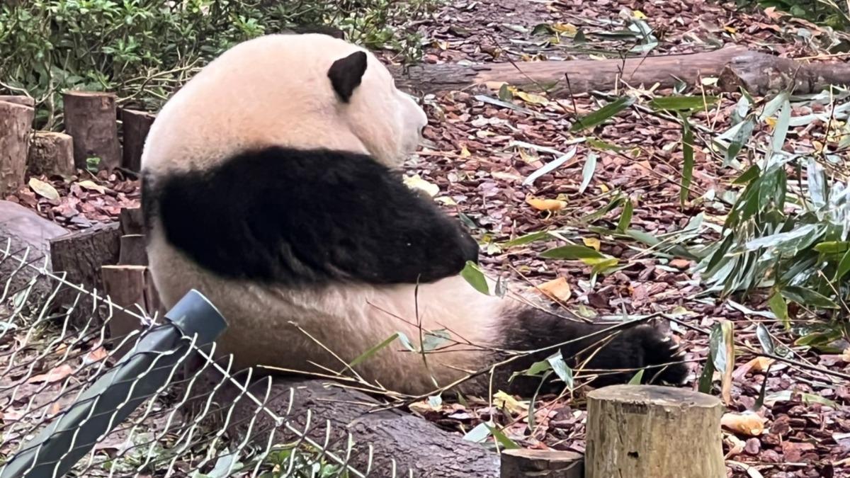 花花身材短小圓潤(特派記者:林閔榛拍攝)
