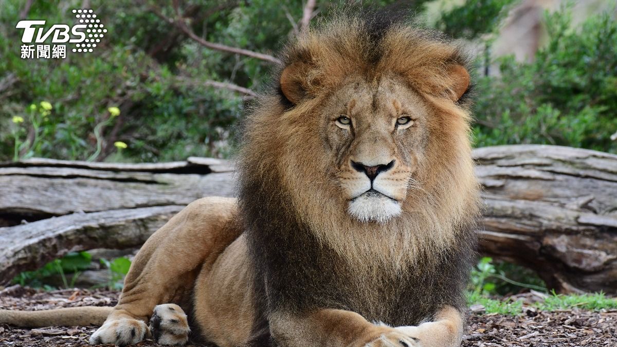 動物園管理員女友前耍帥 自拍「1馴3獅」活活被獅群咬死