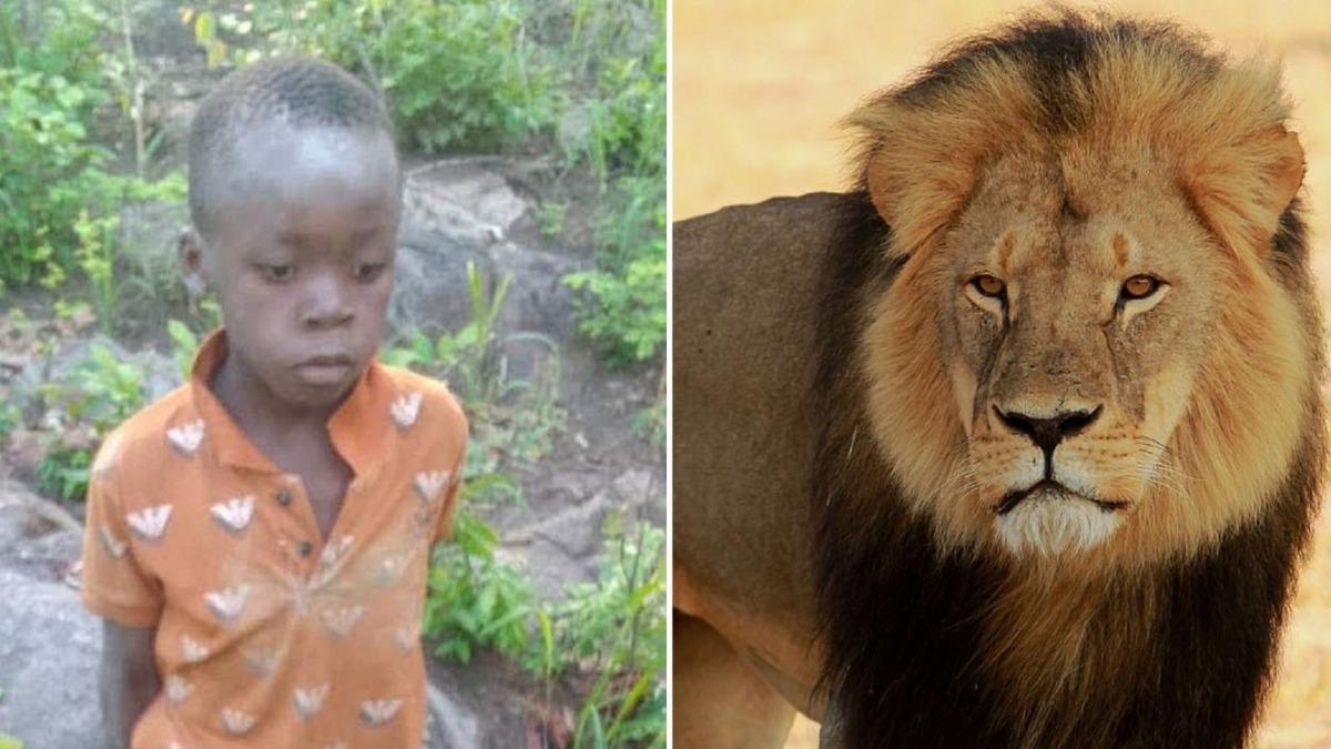 8歲男童迷失野林 被40獅子「包圍」!求生能力強大獨活5天獲救