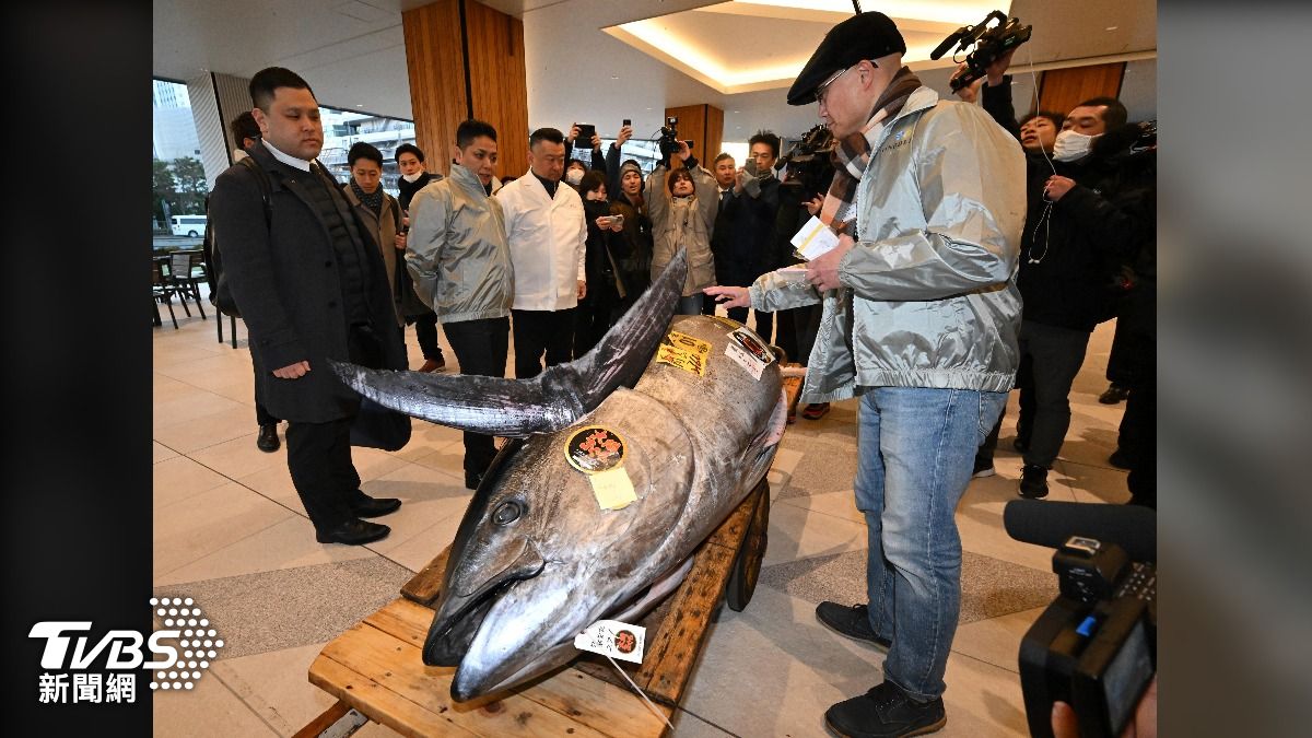 豐洲市場今舉行初競,大間漁港的276公斤黑鮪魚以2億日圓成交,創下歷史第二高。(圖/達志影像美聯社)