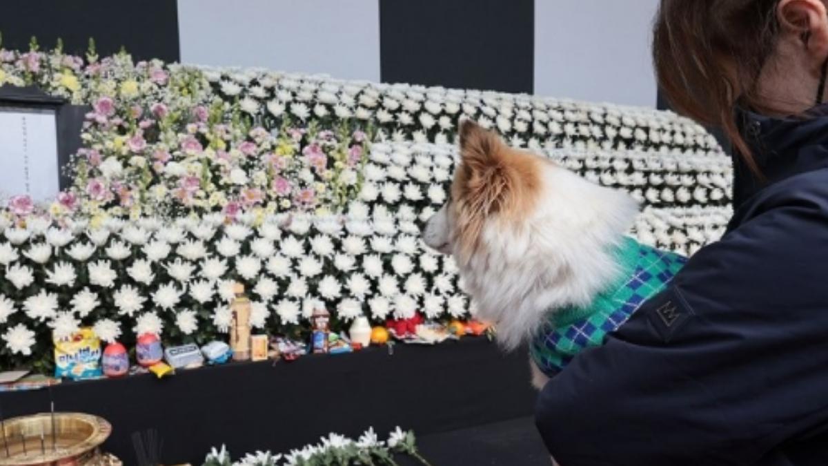 濟州航空一家9口罹難！愛犬布丁送主人最後一程　低頭道別網看哭