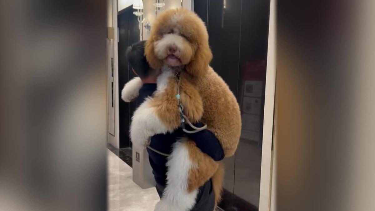 圖/翻攝自 Threads@cody_standardpoodle