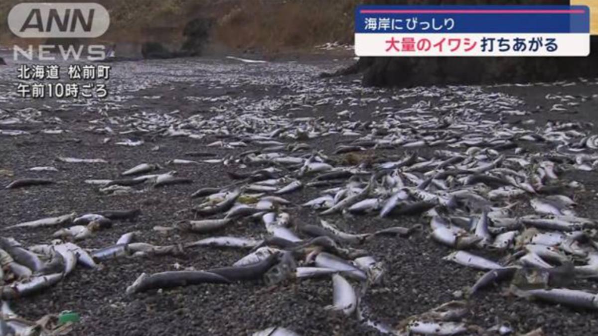北海道湧大量沙丁魚屍綿延900公尺 網憂:地震前兆