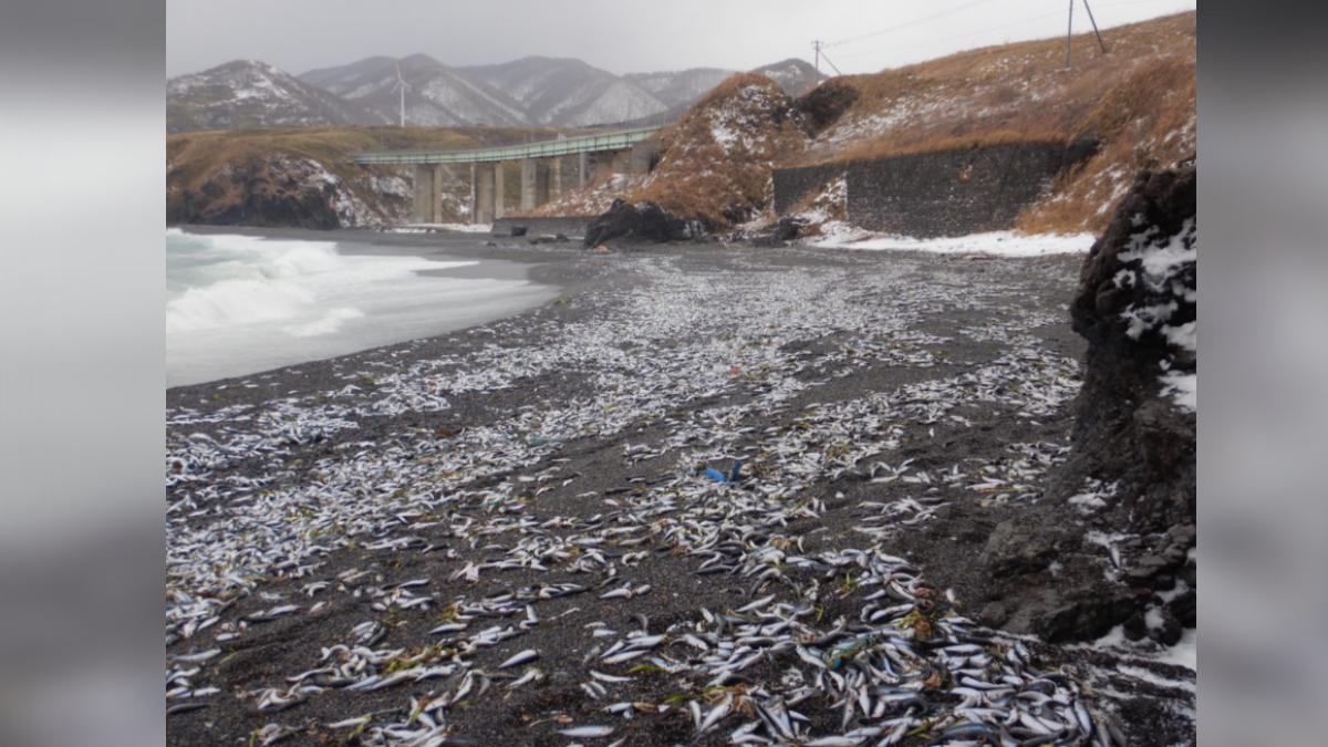 沙丁魚屍處理方式讓當地政府傷透腦筋。(圖/翻攝自北海道放送)