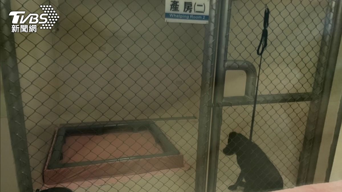 緝毒犬產房。(圖/潘千詩攝)