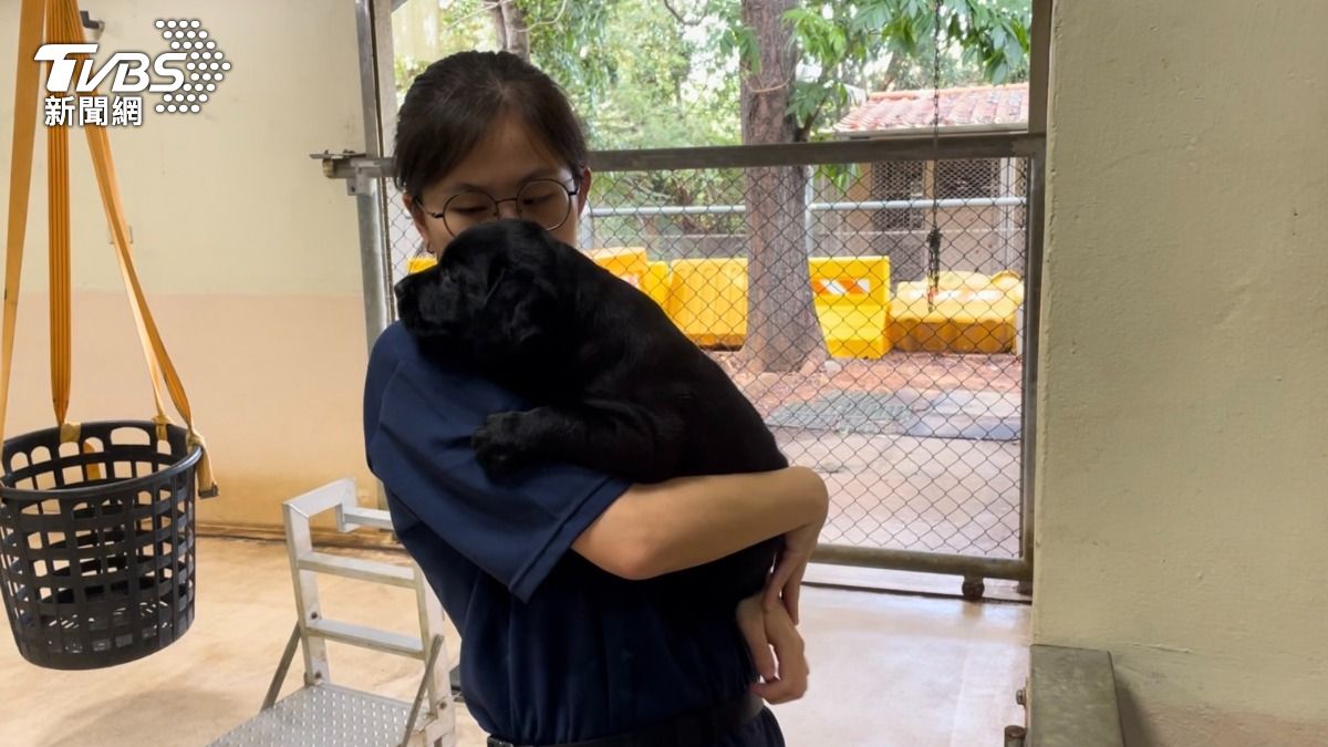 小狗報到!關務署緝毒犬培訓中心添2胎犬娃 徵求寄養家庭