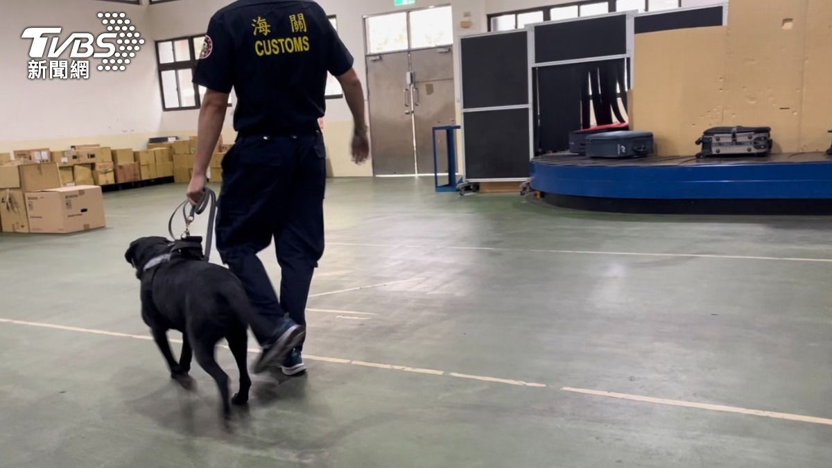 訓練緝毒犬在行李轉盤緝毒。(圖/潘千詩攝)
