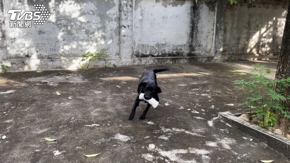 與緝毒犬遊戲互動。(圖/潘千詩攝)