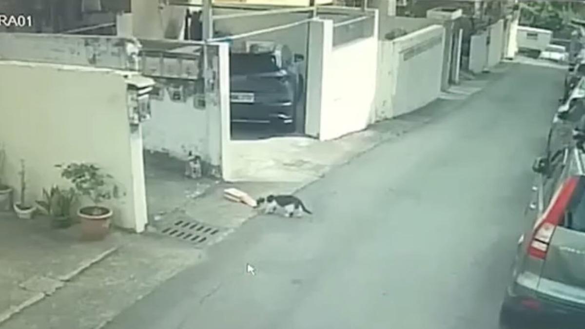 花生米小偷！喵星人「整包叼走」躲車底　犯案過程全都錄