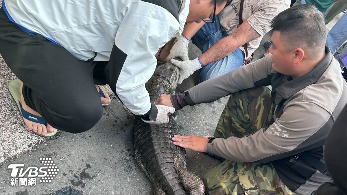 恆春南門水溝「1米長鱷魚」躲排水溝　被五花大綁送安置