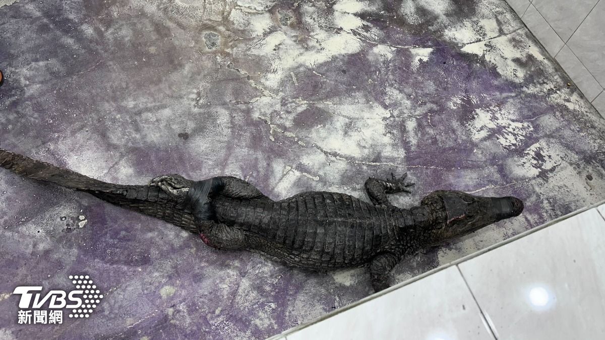 後續將先送往屏科大的野生動物收容中心來進行物種鑑定。（圖／TVBS)
