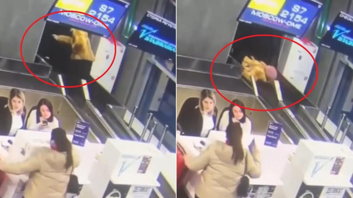 有片/把行李輸送帶當成步道 俄女慘摔下秒「吸入漆黑空間」