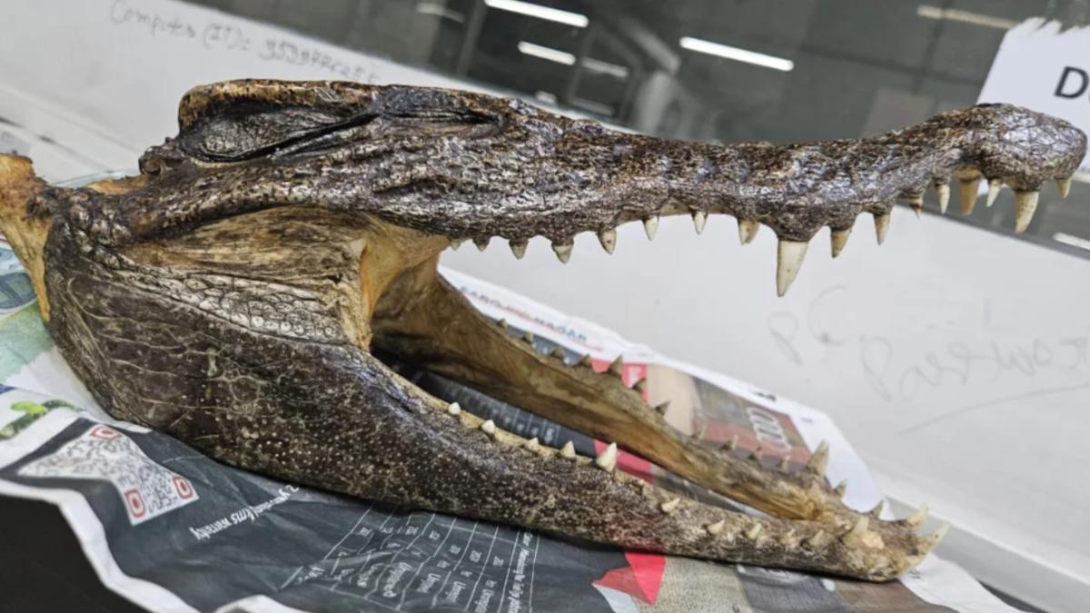 行李過安檢發現「完整鱷魚頭」滿口尖牙　加國男被逮捕