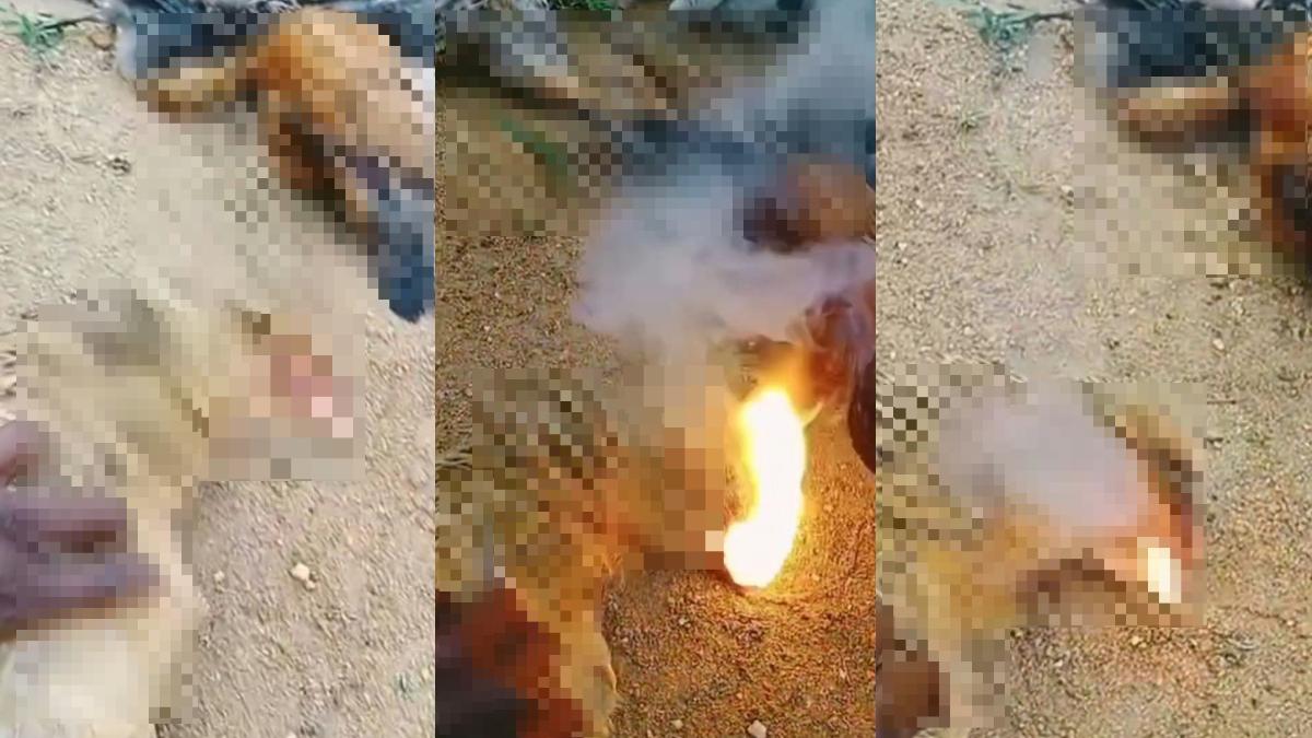 印度12隻雞集體死亡!「嘴竟噴火」頭燒焦 詭異影片瘋傳