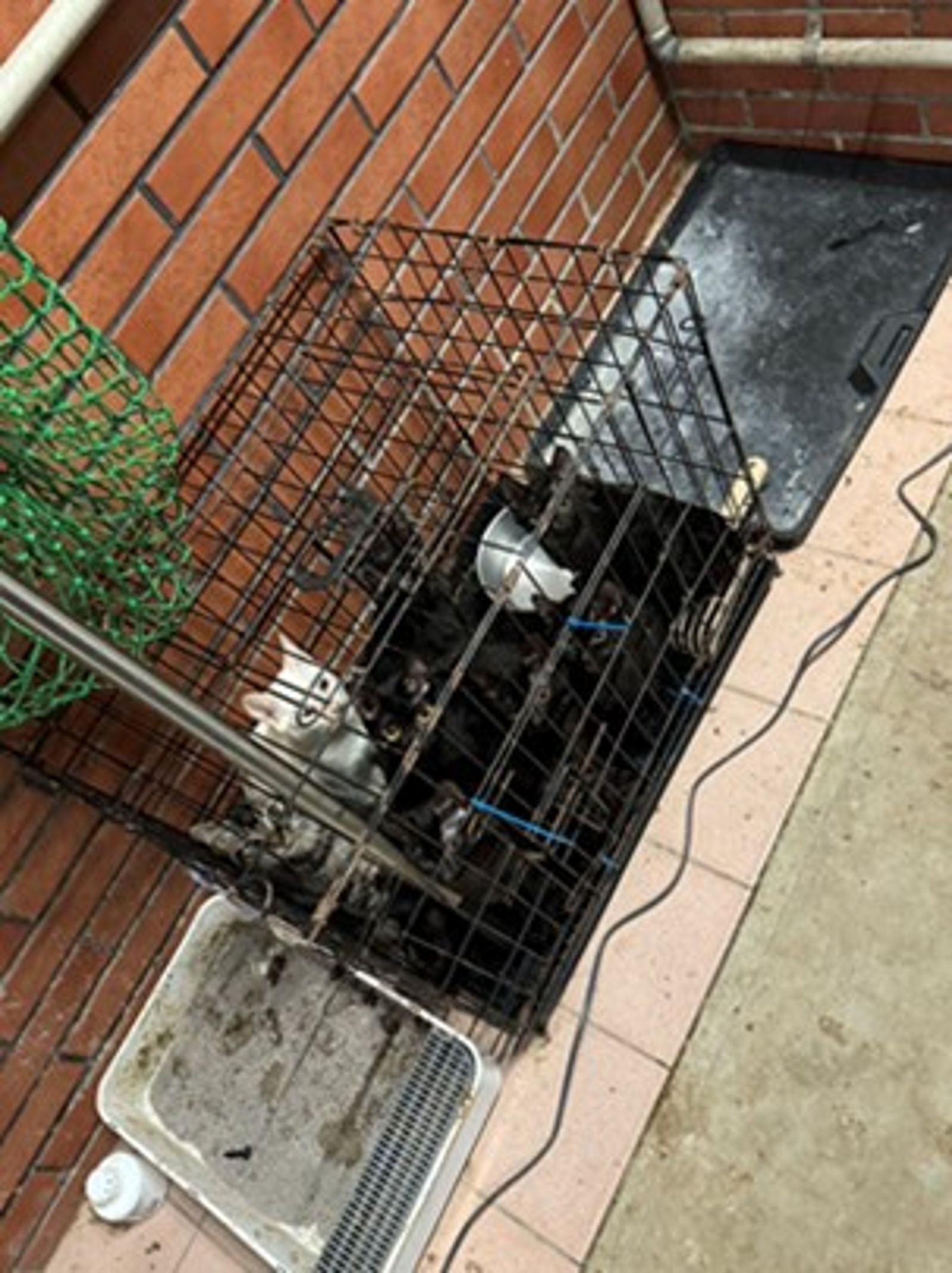 現場貓砂、飼料與飲水不足。(新北動保處提供)
