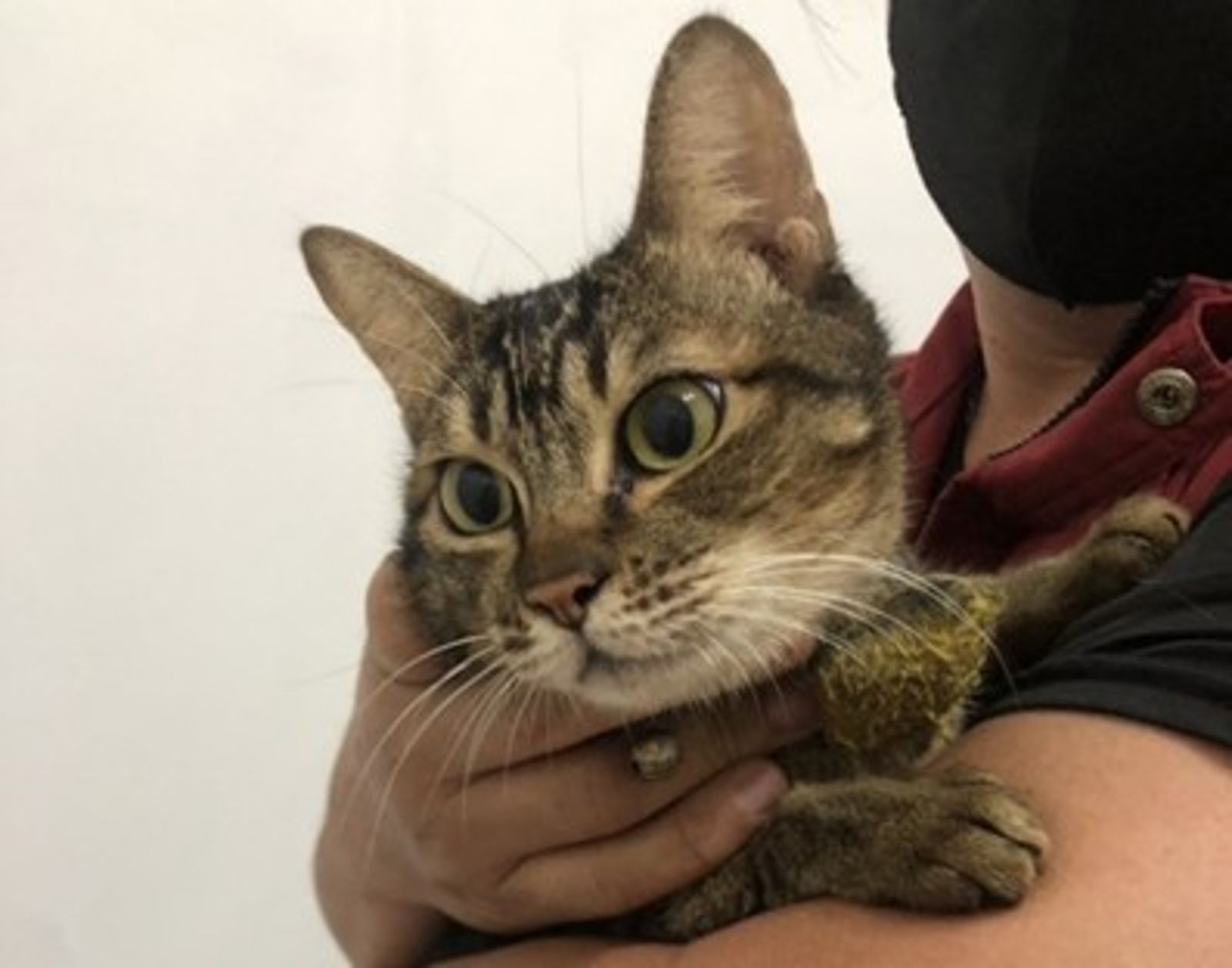 動保處派員至該址稽查貓隻有無飼養不當。(新北動保處提供)
