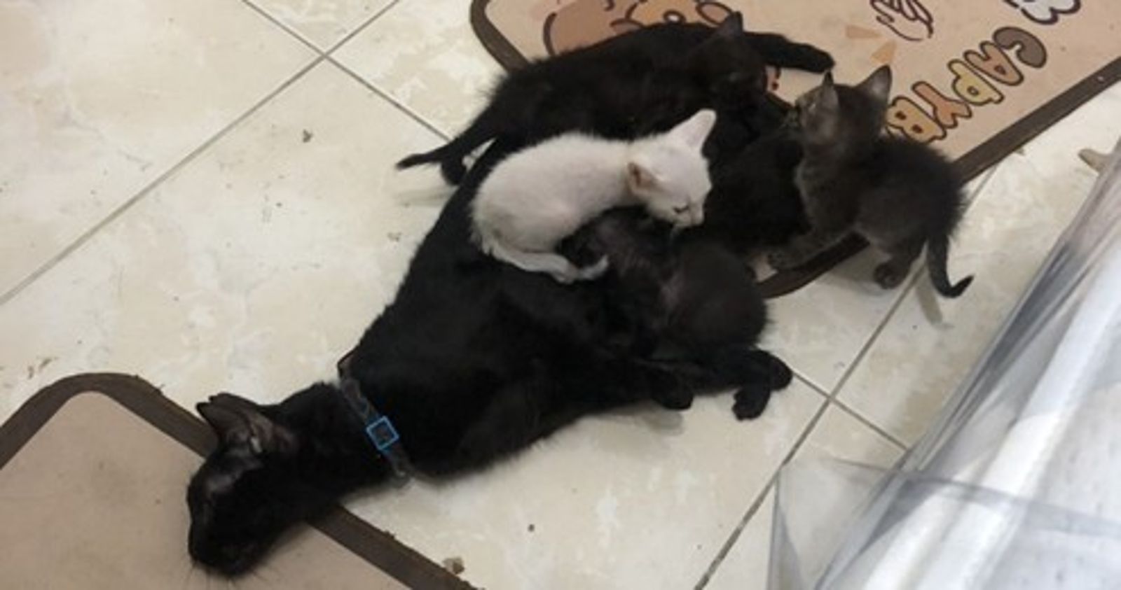 飼主放任貓隻繁殖多隻小貓,違反動保法。(新北動保處提供)