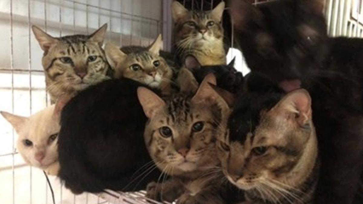 汐止某住戶大量飼養貓狗，飼養空間嚴重不足。（新北動保處提供）
