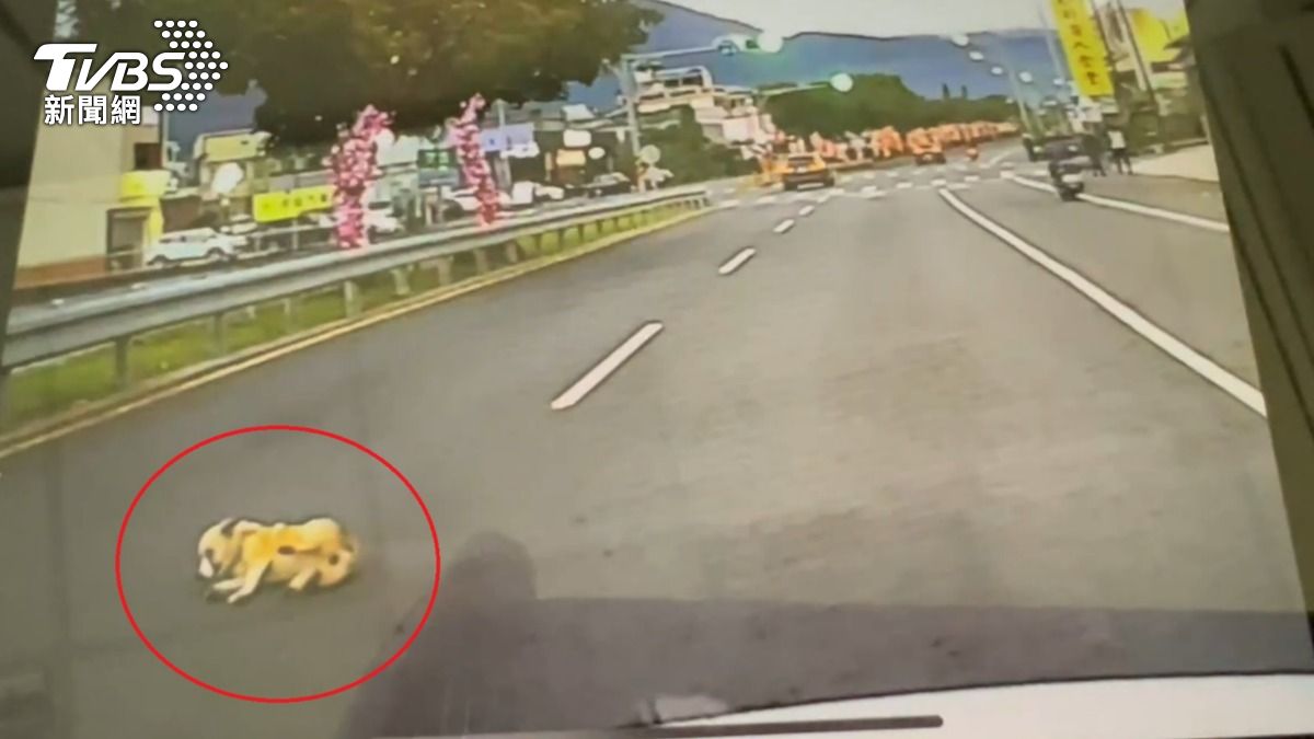 驚悚!狗疑被踢下車險遭輾「轉3圈」倒地 騎士堅稱沒載狗