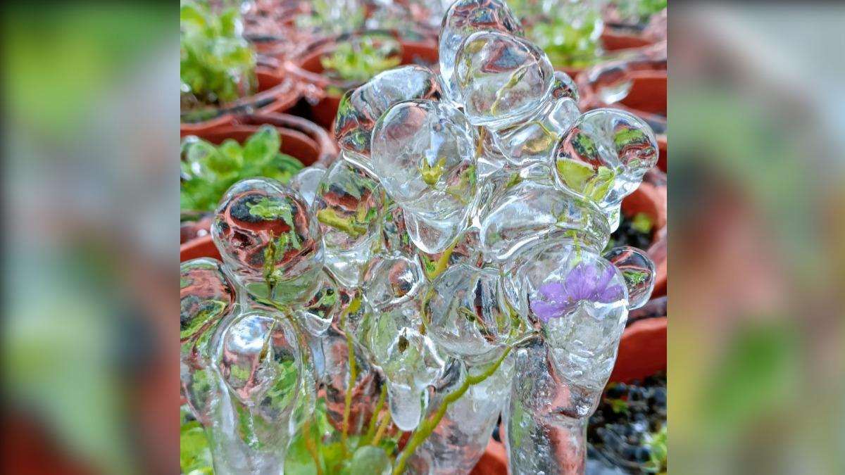 花草也像被冰入泡泡中。（圖／武陵農場提供）
