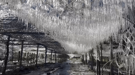 網狀冰霜瀑布美景，宛如台版的冰雪奇緣。（圖／武陵農場提供）