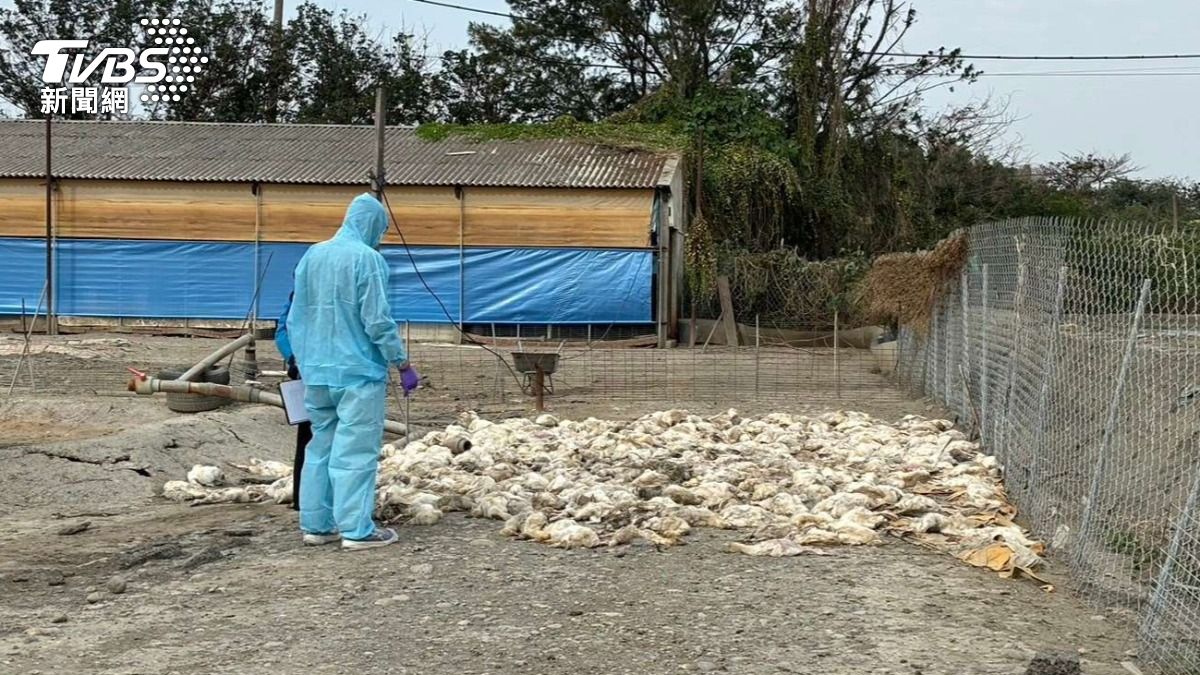 不只肉雞場！雲林肉鵝場也爆H5N1　防疫所撲殺402隻