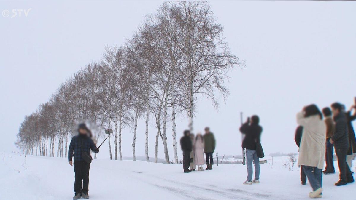 遊客拍照太擾民 北海道當地政府出狠招「絕美白樺樹整排砍光」