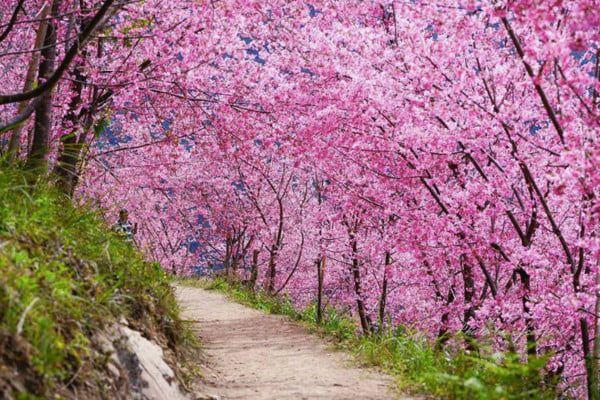興南旅行社包辦國內知名景點。(圖/翻攝自興南旅行社臉書)