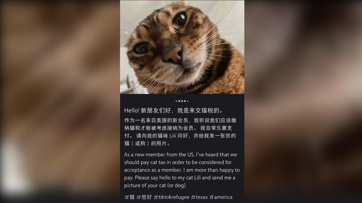 美國網友自創「先繳納貓稅收（cat tax，發布自家貓咪照片）」才能發文的不成文規則。（圖／翻攝自 小紅書）