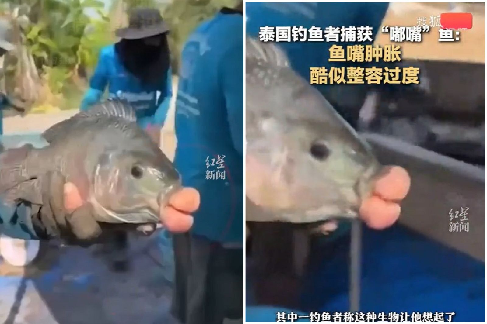 驚!「香腸嘴魚」橫空出世 被視為邪物原因曝光
