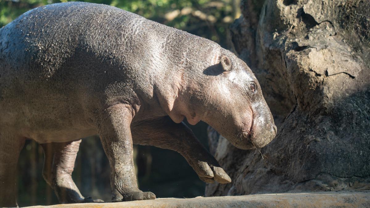 北市動物園添新成員　侏儒河馬「Thabo」非洲區首亮相