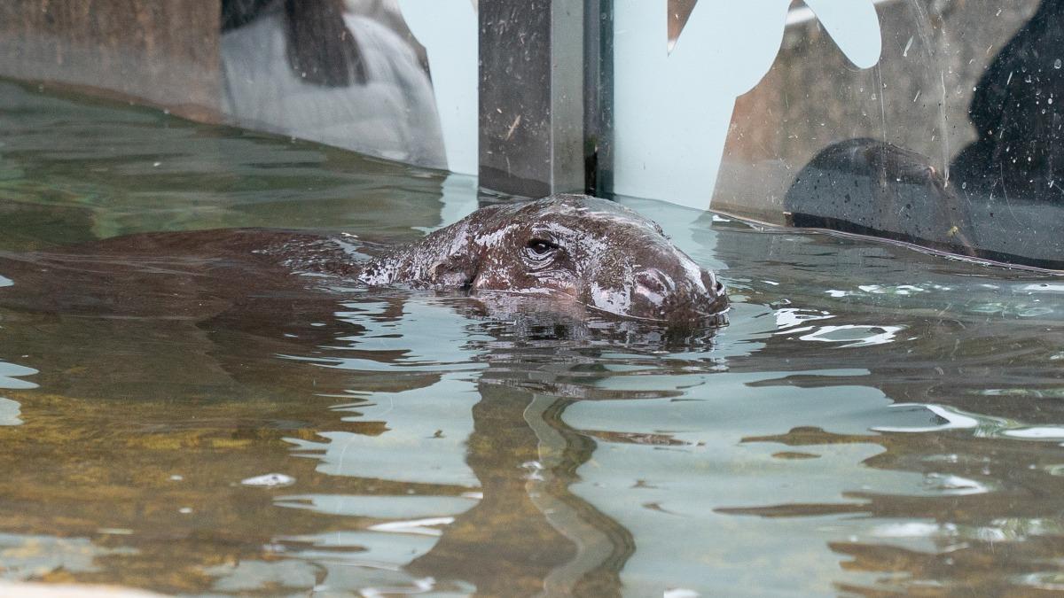 台北市立動物園的侏儒河馬「Thabo」今(19)日首度亮相。(圖/台北市立動物園提供)