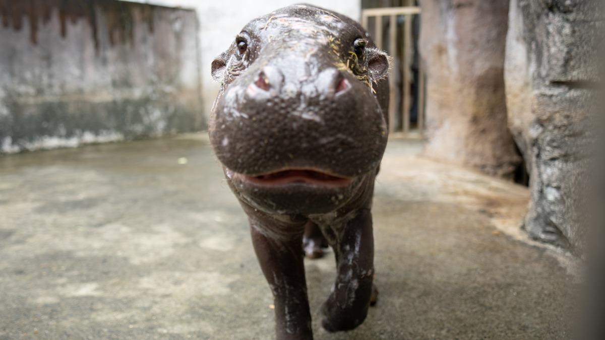台北市立動物園的侏儒河馬「Thabo」今(19)日首度亮相。(圖/台北市立動物園提供)