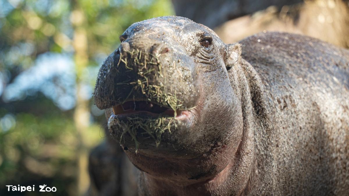 台北市立動物園的侏儒河馬「Thabo」今(19)日首度亮相。(圖/台北市立動物園提供)