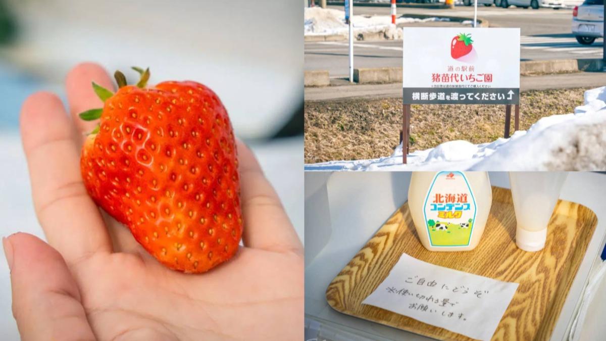 福島草莓園4品種45分鐘「現採吃到飽」!還能免費加煉乳